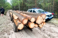 На Поліссі зупинили трьох перевізників деревини, які не мали дозволів